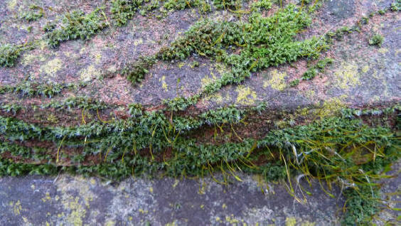 Mossy bricks