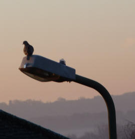Pigeon on lamp post