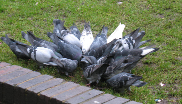 Pigeons feeding, Walnuts shopping area, Orpington