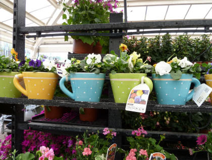 Plants in teacups at garden centre
