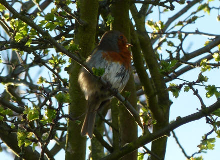Robin in tree after his bath