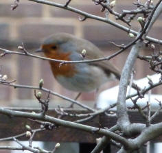 Robin on fence