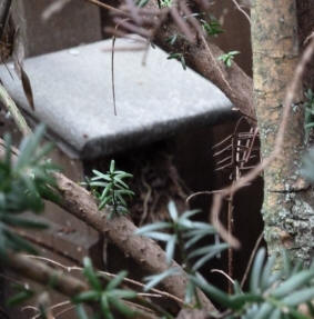Robin nestbox behind bush