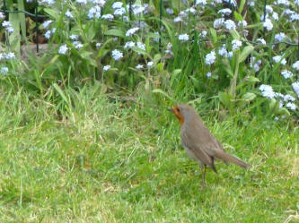 Robin on lawn