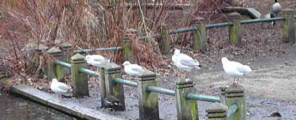 Seagulls Orpington Priory Gardens