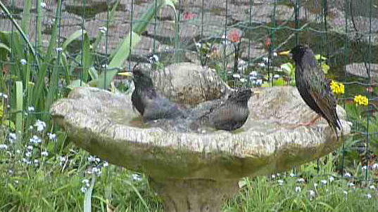 Starlings having a bath