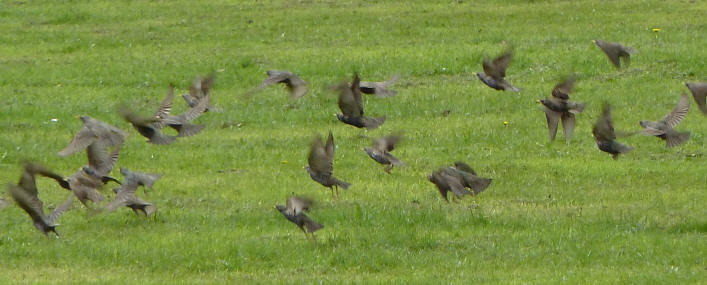Starlings flying up