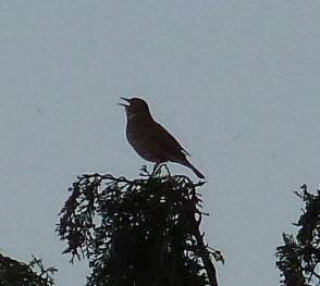 Thrush singing in tree top