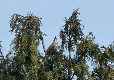 Thrush in tree top