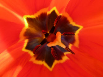 Inside red tulip