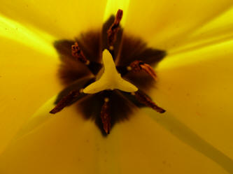 Inside yellow tulip
