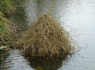 twigs in pond Priory Gardens Orpington