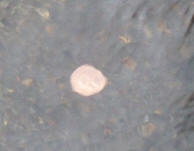 Coin in river