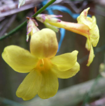 Winter jasmine