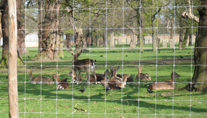 Greenwich Park - deer enclosure