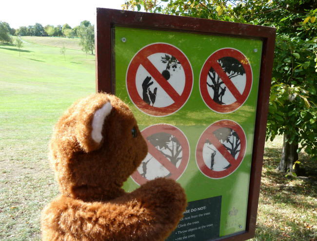 Greenwich Park - Brown Teddy reading park notice board