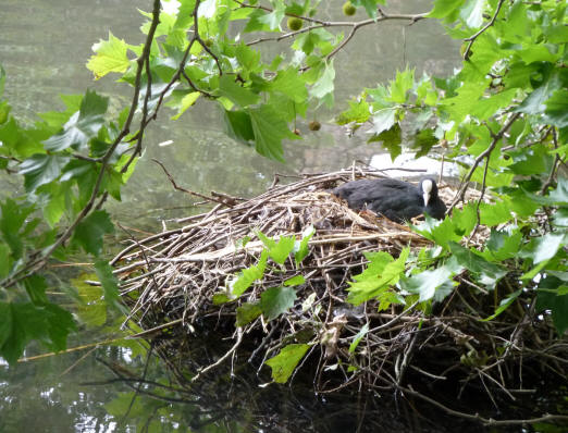 Coot nest Priory Pond