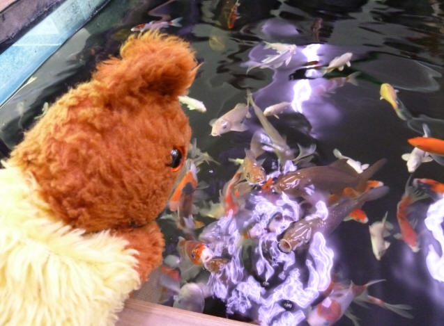 Yellow Teddy with koi fish