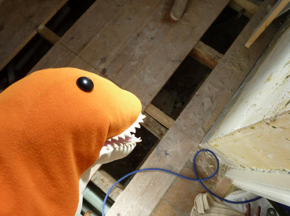 Dino looking at holes in floorboards