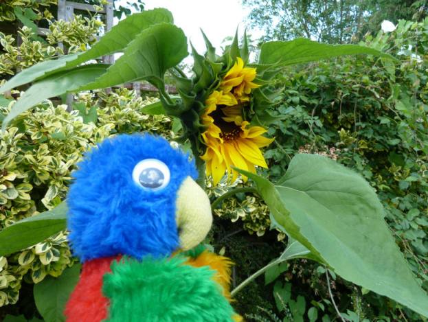Blue Parrot and his sunflower