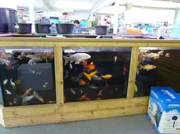 Koi fish tanks at Polhill