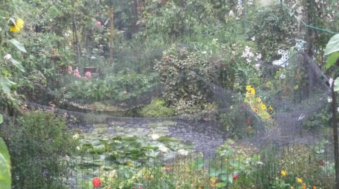 Heavy rain on pond