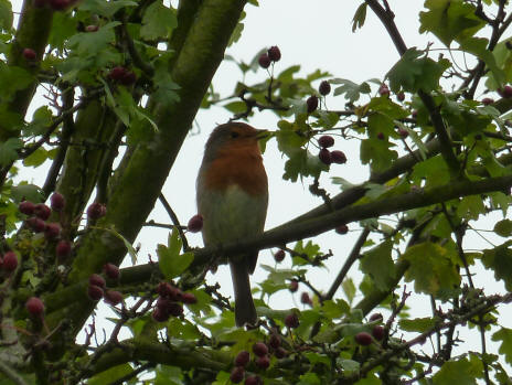 Robin in hawthorn tree