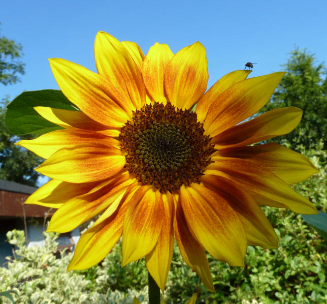 Red and yellow sunflower