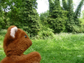 Brown Teddy enjoying the River Cray greenery