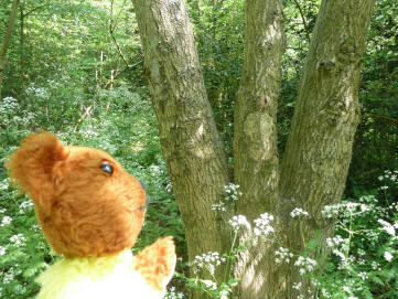 Yellow Teddy with three branched tree trunk