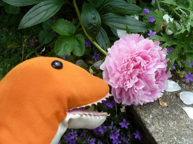 Dino with giant peony