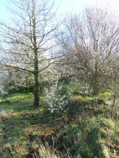 Mound with trees at Hewitts Farm