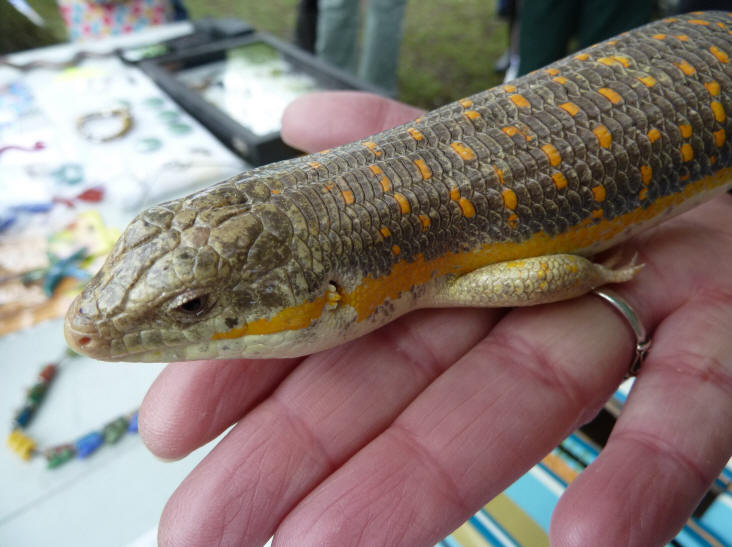 Petts Wood May Fayre - Reptile Events - Slinky the Skink