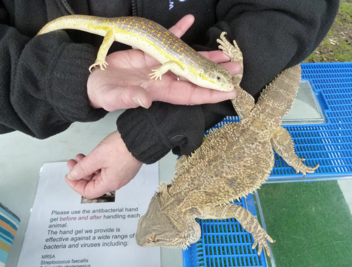 Petts Wood May Fayre - Reptile Events - Slinky the Skink and Bruce the Bearded Dragon