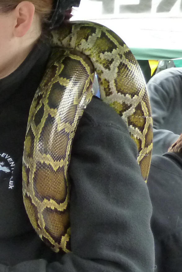 Petts Wood May Fayre - Reptile Events - Python