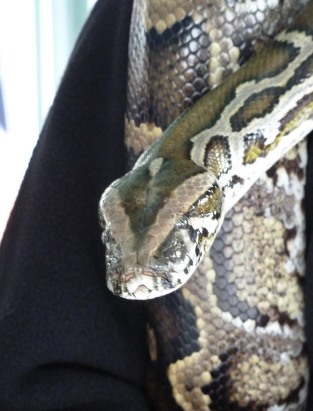 Petts Wood May Fayre - Reptile Events - Python
