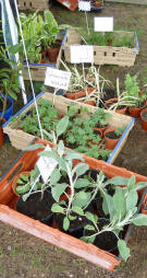 Petts Wood May Fayre - Plants