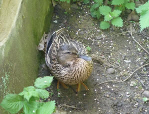 Duck resting by Petts Wood stream