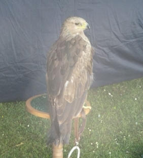Priory Gardens Jubilee Fair - falconry stand 1