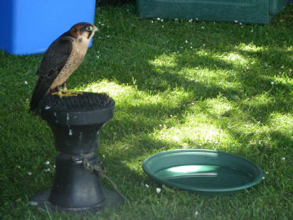 Priory Gardens Jubilee Fair - falconry stand 2