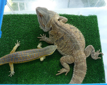 Priory Gardens Jubilee Fair - Bruce the Bearded Dragon