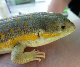 Priory Gardens Jubilee Fair - Slinky the Berber Skink