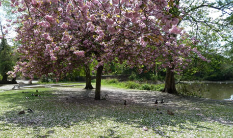 Ducks sleeping under blossom tree, Priory Park