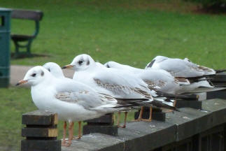 Priory Park - seagulls