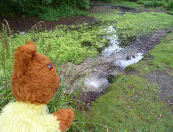 Yellow Teddy with Priory Park overflow pond