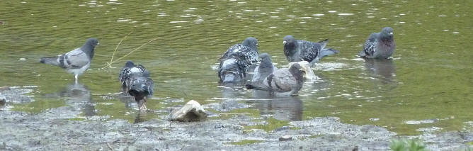 Priory Park pigeons bathing