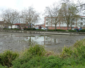 Priory pond puddles 2