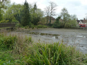 Priory pond puddles 1
