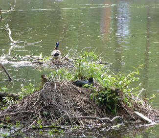Priory pond coot nest