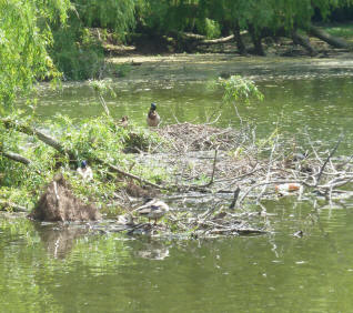 Priory pond duck nests